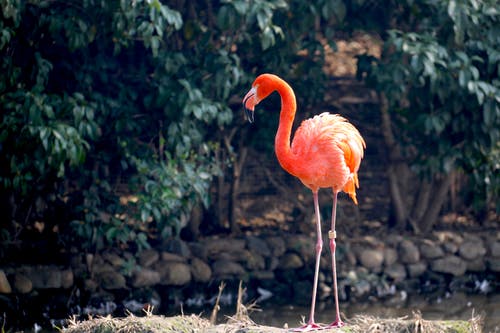 橙色火烈鸟 · 免费素材图片