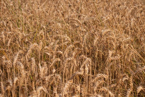 有关乾的, 增长, 大麦的免费素材图片