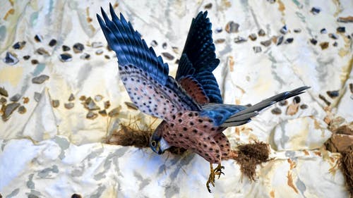 蓝色和棕色的鸟 · 免费素材图片