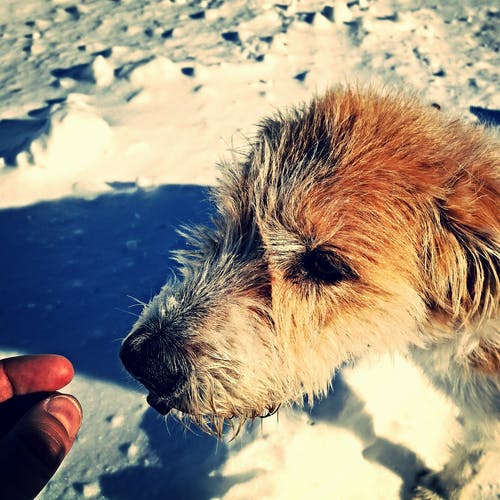 金毛幼犬混合 · 免费素材图片