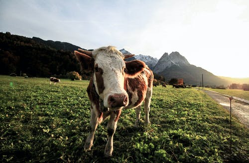 白色和棕色的牛 · 免费素材图片
