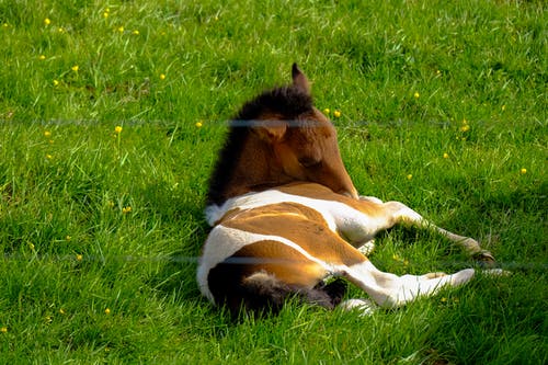 在绿色草地上休息的马 · 免费素材图片