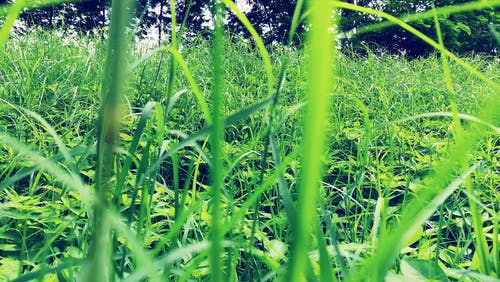 绿草地 · 免费素材图片