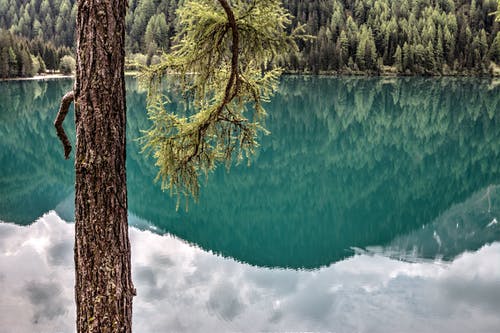 湖和绿叶的树木 · 免费素材图片