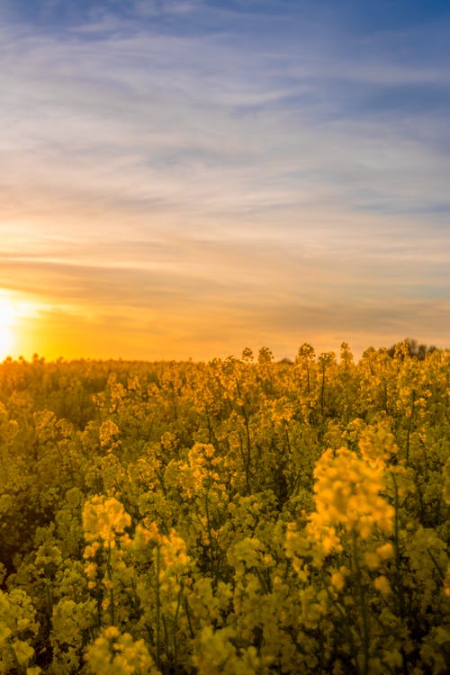 空中摄影的黄色开花植物 · 免费素材图片