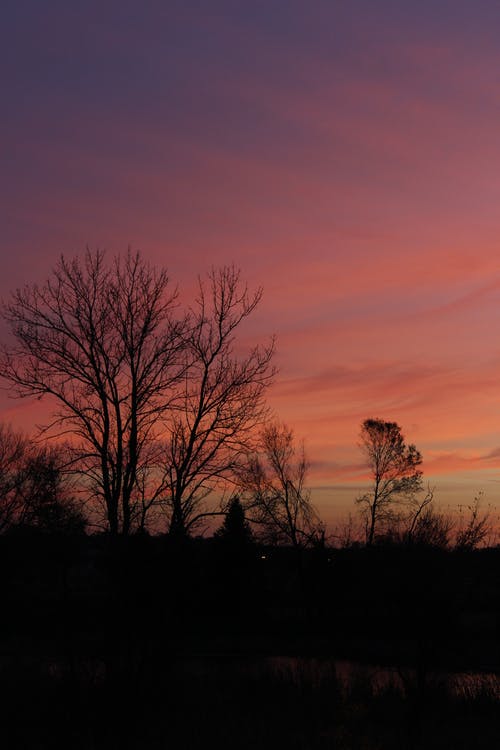 日落期间的裸树 · 免费素材图片