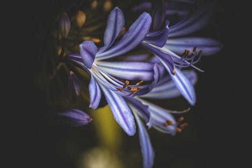 紫色小花的选择性聚焦摄影 · 免费素材图片