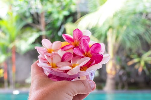 持有粉红色和紫色的鸡蛋花的人在塑料容器内 · 免费素材图片