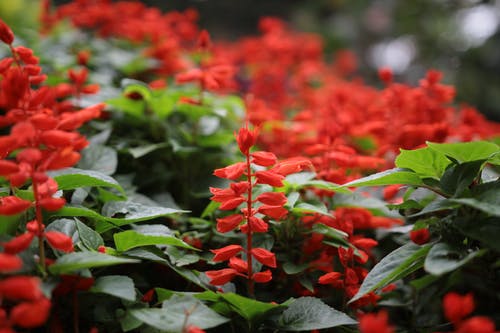绿色的植物，开红色花 · 免费素材图片