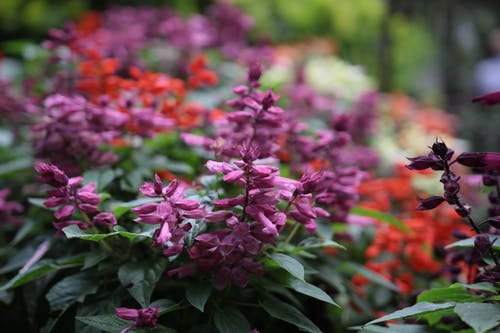 紫色花瓣花的选择性聚焦摄影 · 免费素材图片