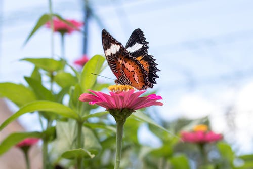 粉色花瓣上的蝴蝶 · 免费素材图片