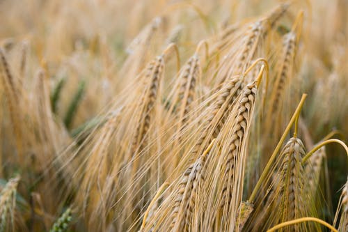 棕色小麦厂 · 免费素材图片