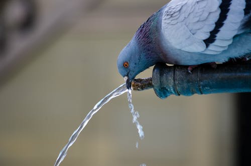鸽子喝水 · 免费素材图片