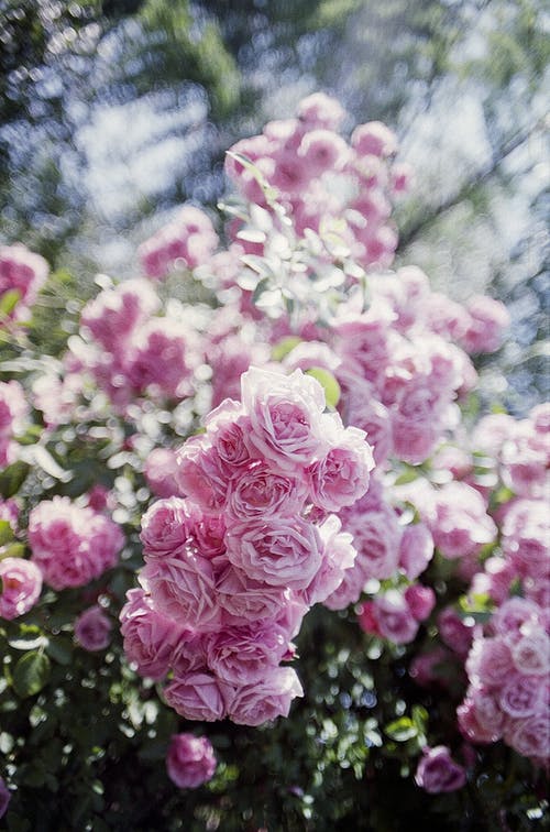 焦点花粉红色的花植物 · 免费素材图片