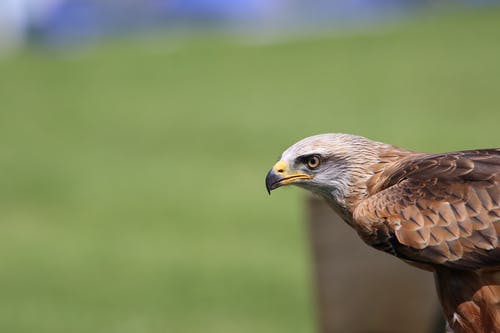 棕色和白色猎鹰 · 免费素材图片