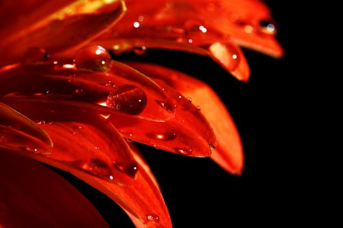 露水的红花瓣 · 免费素材图片