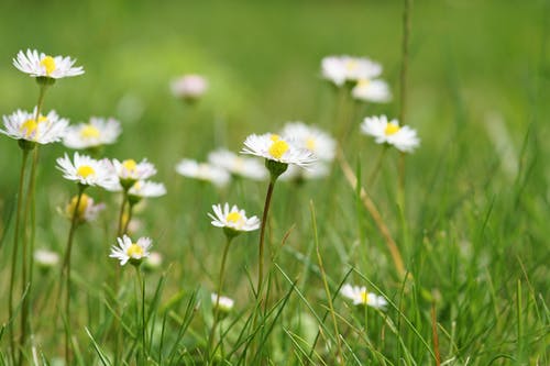 草包围的白花 · 免费素材图片