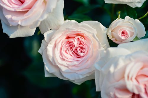 粉红玫瑰花朵的选择性聚焦摄影 · 免费素材图片