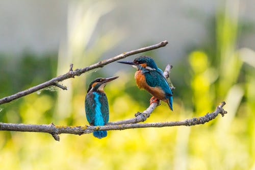 两只翠鸟鸟在树枝上的选择性焦点 · 免费素材图片