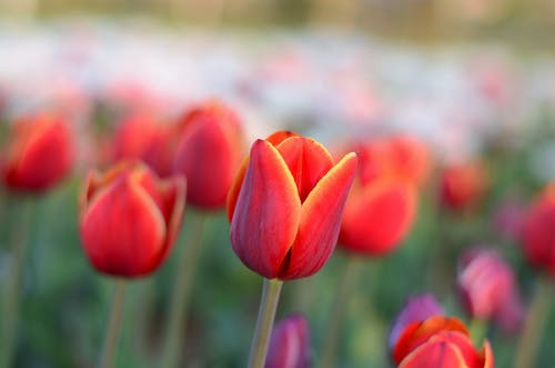 红色郁金香的选择性聚焦摄影 · 免费素材图片