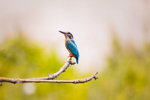蓝鸟坐在树枝上 · 免费素材图片
