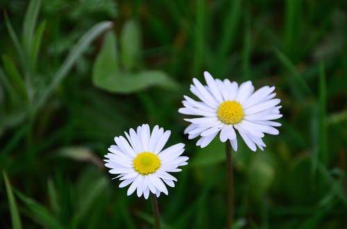 盛开的两个白色雏菊花 · 免费素材图片