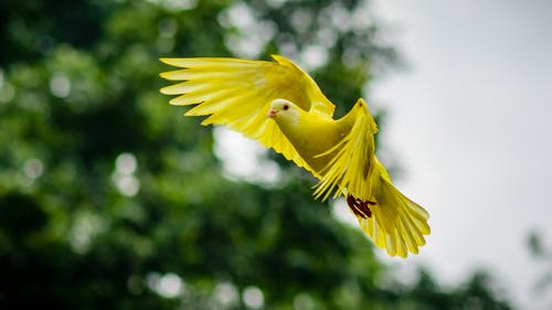 飞黄鸟 · 免费素材图片