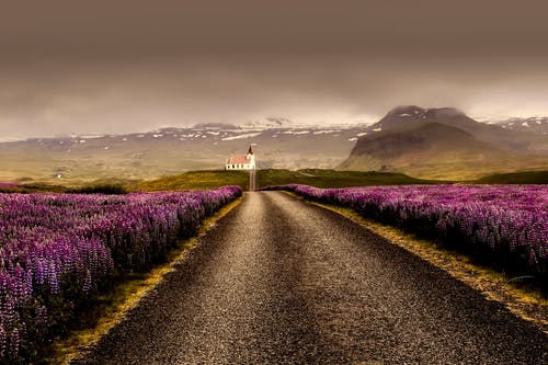 紫色花田包围的灰色路 · 免费素材图片