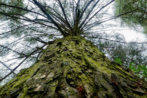 低角度照片的树 · 免费素材图片