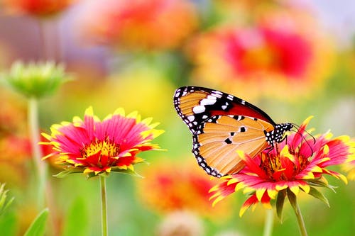 蝴蝶栖息在花上 · 免费素材图片