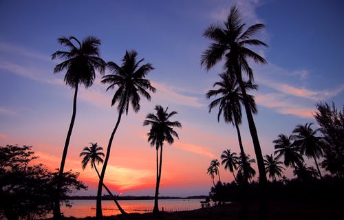 海岸线附近的棕榈树的轮廓 · 免费素材图片