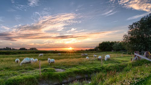 羊群在草地上 · 免费素材图片