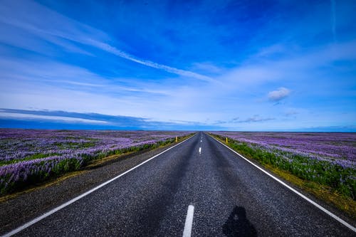 紫色的花之间的路 · 免费素材图片