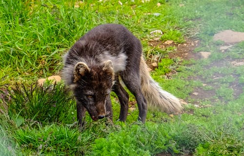 黑和棕狐狸在草地上 · 免费素材图片