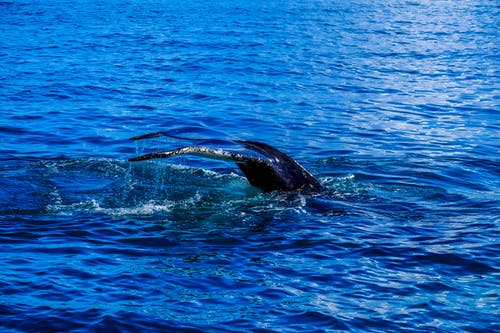 淹没在海洋中的海洋生物 · 免费素材图片