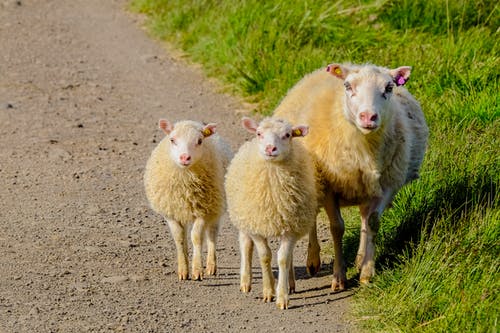 三只白羊在通路上 · 免费素材图片