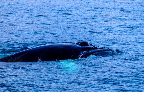 水体中的黑鲸 · 免费素材图片