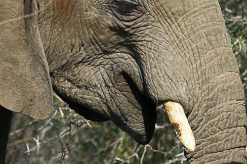 黑象 · 免费素材图片