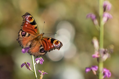 棕色和黑色蝴蝶 · 免费素材图片