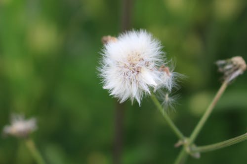 白花的选择性聚焦摄影 · 免费素材图片