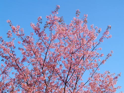 有关增长, 天性, 天空的免费素材图片