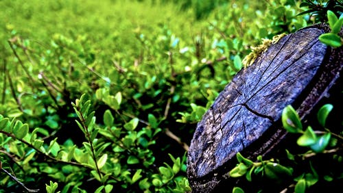 灌木丛附近的树干 · 免费素材图片