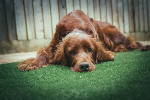 躺在草地上的成年暗金毛寻回犬 · 免费素材图片