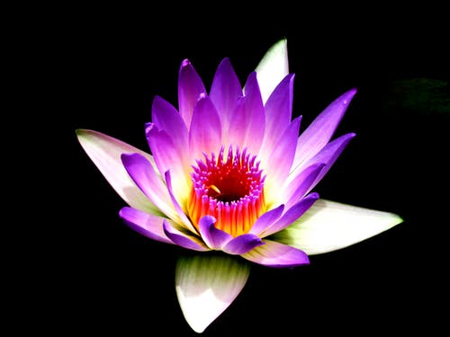紫色和白色的花瓣花 · 免费素材图片