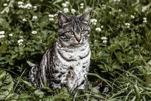 在绿色草地上的银猫 · 免费素材图片