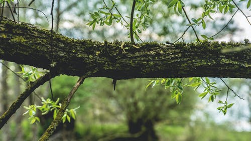 树枝的选择性聚焦摄影 · 免费素材图片