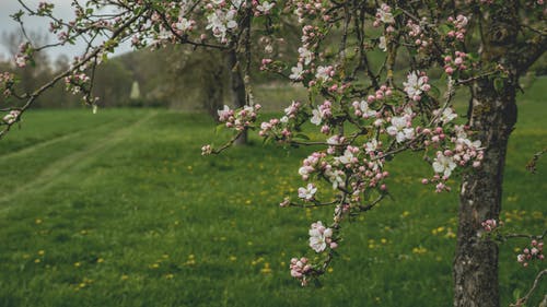 白色和粉红色的开花的树 · 免费素材图片