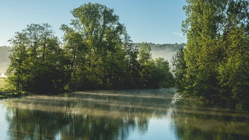 水体附近的树木 · 免费素材图片