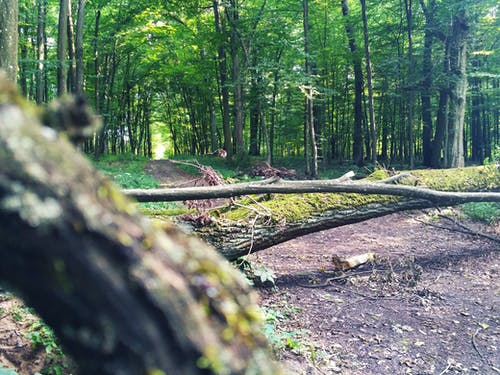 森林通道 · 免费素材图片