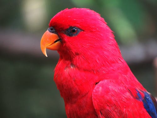 红鹦鹉的选择性聚焦摄影 · 免费素材图片